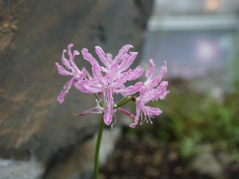 ネリネ・アルタ