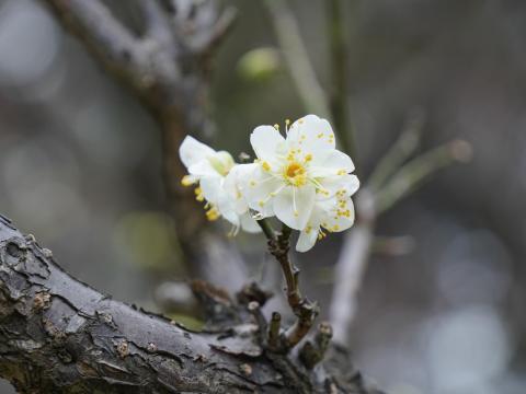 梅林の白梅