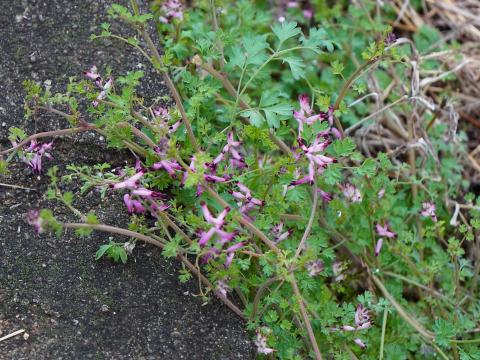 ムラサキケマン