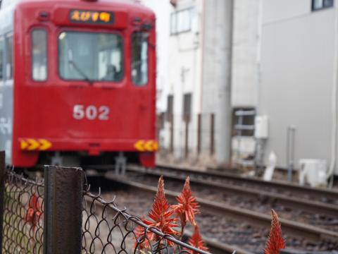 アロエと阪堺モ502