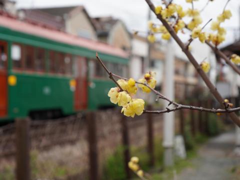 ロウバイと阪堺モ161