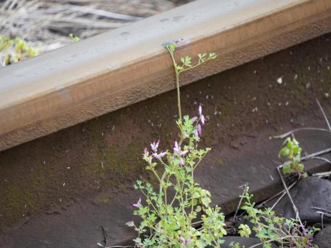 ムラサキケマン