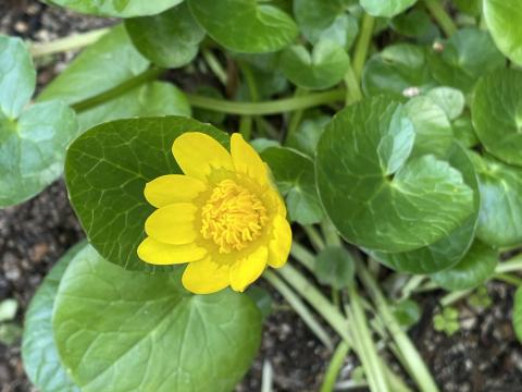 ヒメリュウキンカ