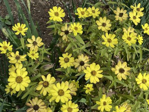 ヒャクニチソウ