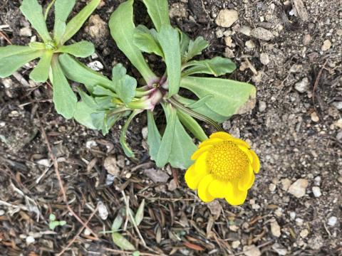 クリサンセマム