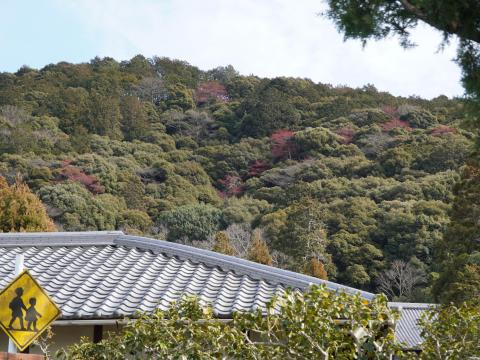 南禅寺山のタマミズキ
