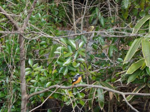 ジョウビタキとアオジ