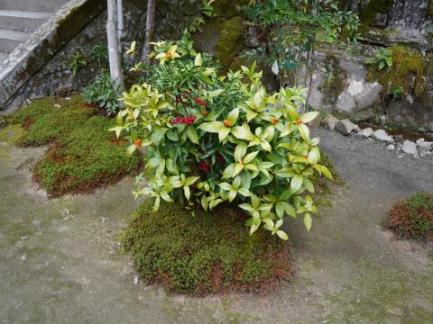 センリョウとマンリョウ