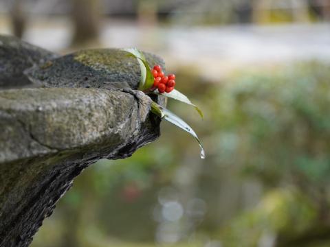 水盤のセンリョウ