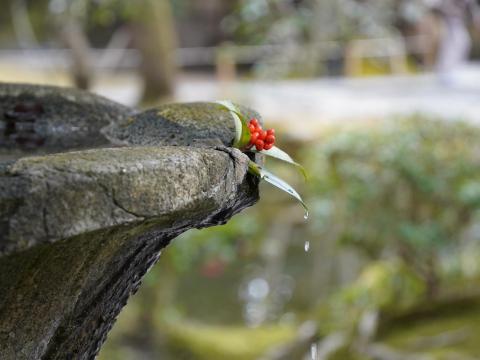 水盤のセンリョウ