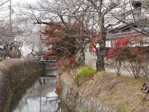 ナンテンとサザンカ