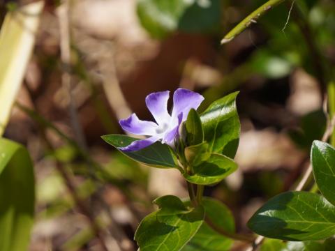 ツルニチニチソウ