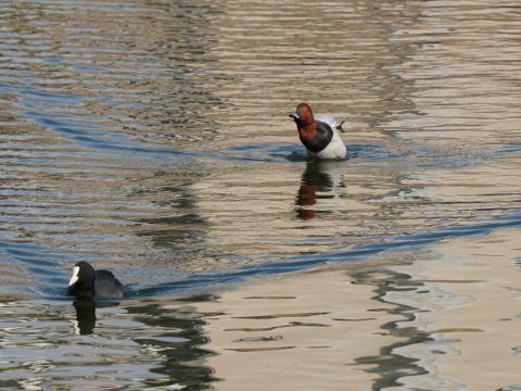 ホシハジロとオオバン