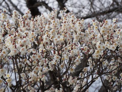 冬至梅