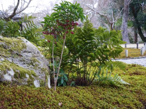 マンリョウとスギゴケ
