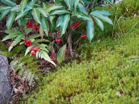 スギゴケとマンリョウ