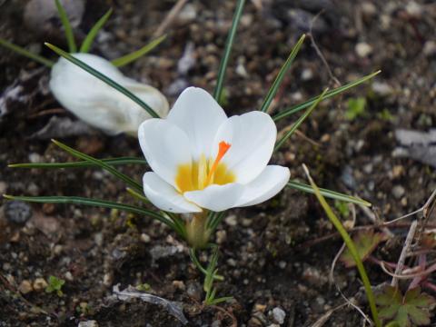 クロッカス