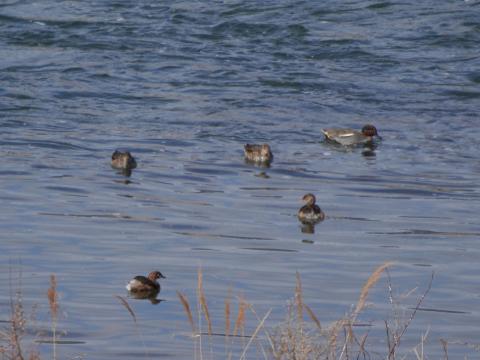 コガモとカイツブリ