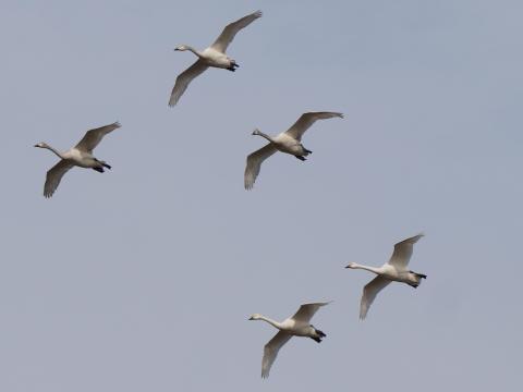 ★コハクチョウ