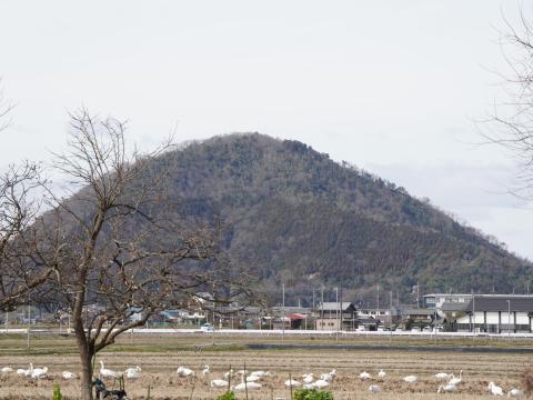 山本山とコハクチョウ