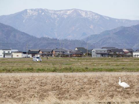 横山岳とコハクチョウ