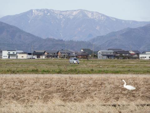 横山岳とコハクチョウ