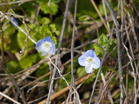 オオイヌノフグリ