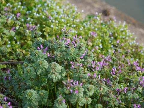 オオイヌノフグリとホトケノザ