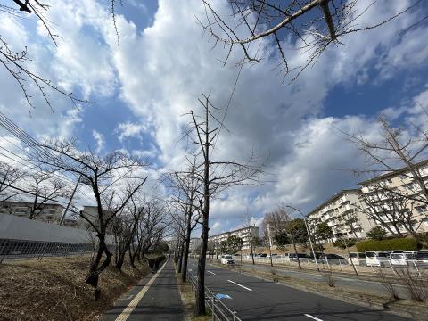 千里ぎんなん通