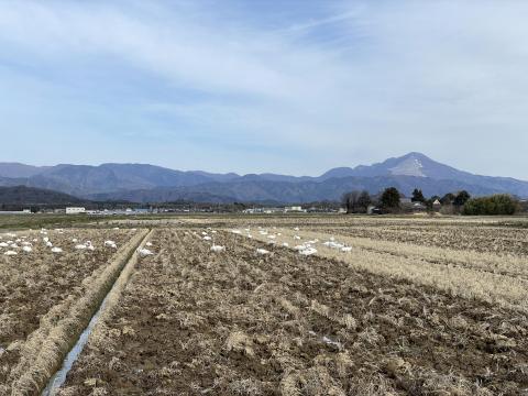 伊吹山とコハクチョウたち