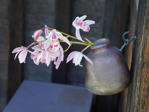 オンシジューム