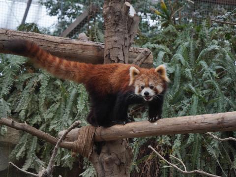 レッサーパンダ