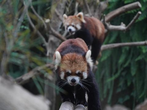 レッサーパンダ