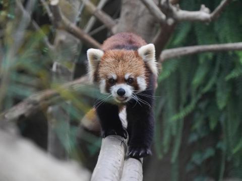 レッサーパンダ