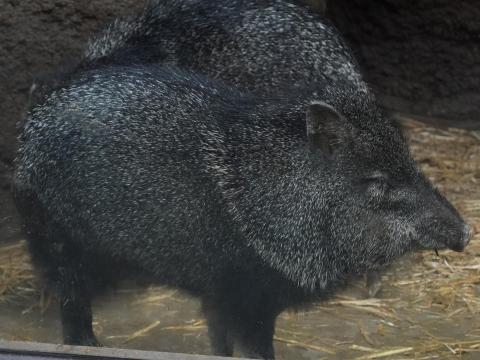 クビワペッカリー