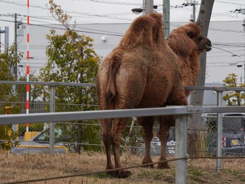 フタコブラクダ