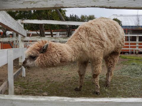 アルパカ
