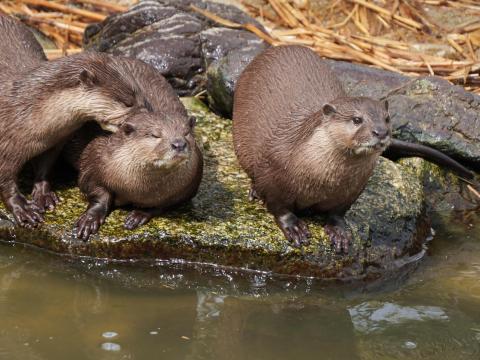 コツメカワウソ