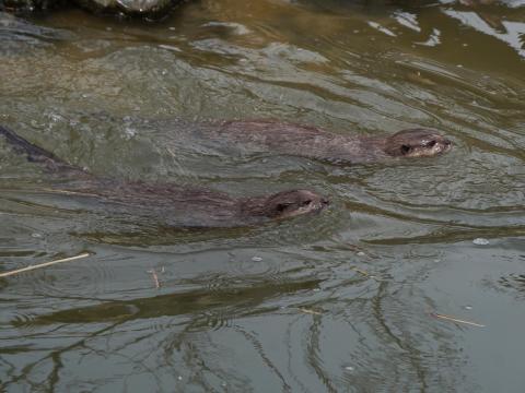 コツメカワウソ