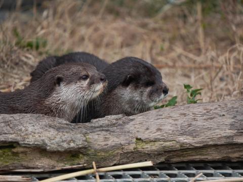 コツメカワウソ