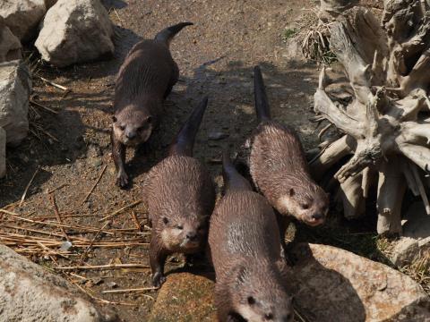 コツメカワウソ