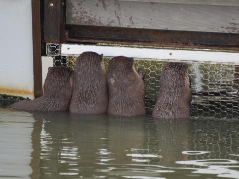 コツメカワウソ