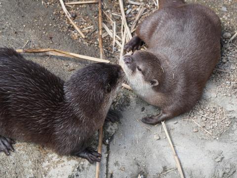 コツメカワウソ