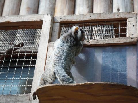 コモンマーモセット