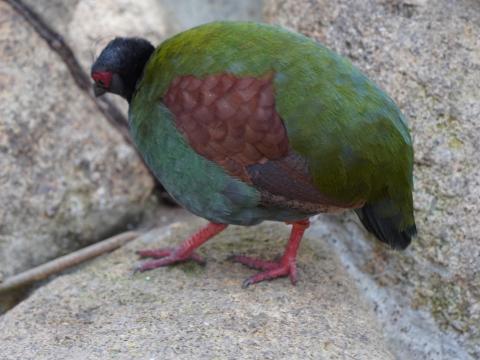 カンムリシャコ