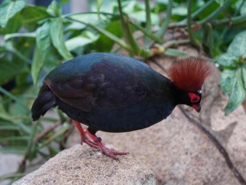 カンムリシャコ