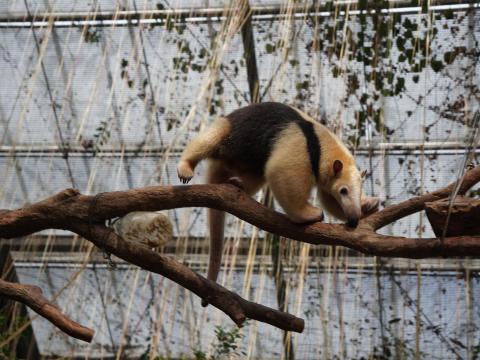 ミナミコアリクイ