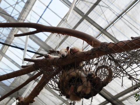 ミナミコアリクイ