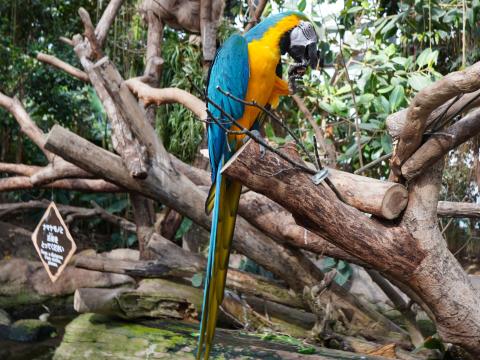 ルリコンゴウインコ