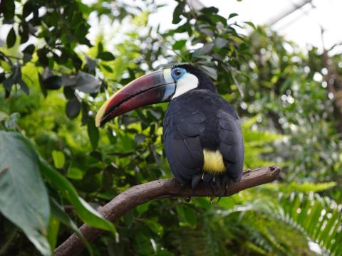 シロムネオオハシ